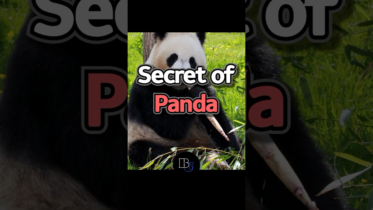 Pandas' Shocking Hidden Secrets We Didn't Know #FuBao #Aibao #LeBao #pandasong