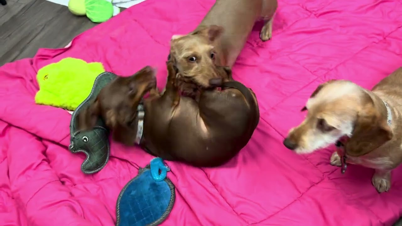 It never ends with three dachshunds 