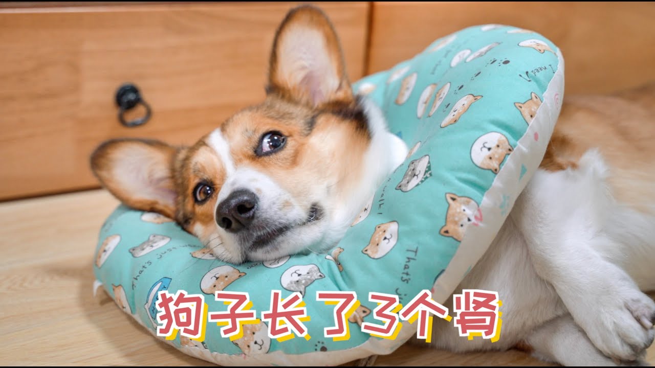 吓我一跳！我家狗子长了3个肾