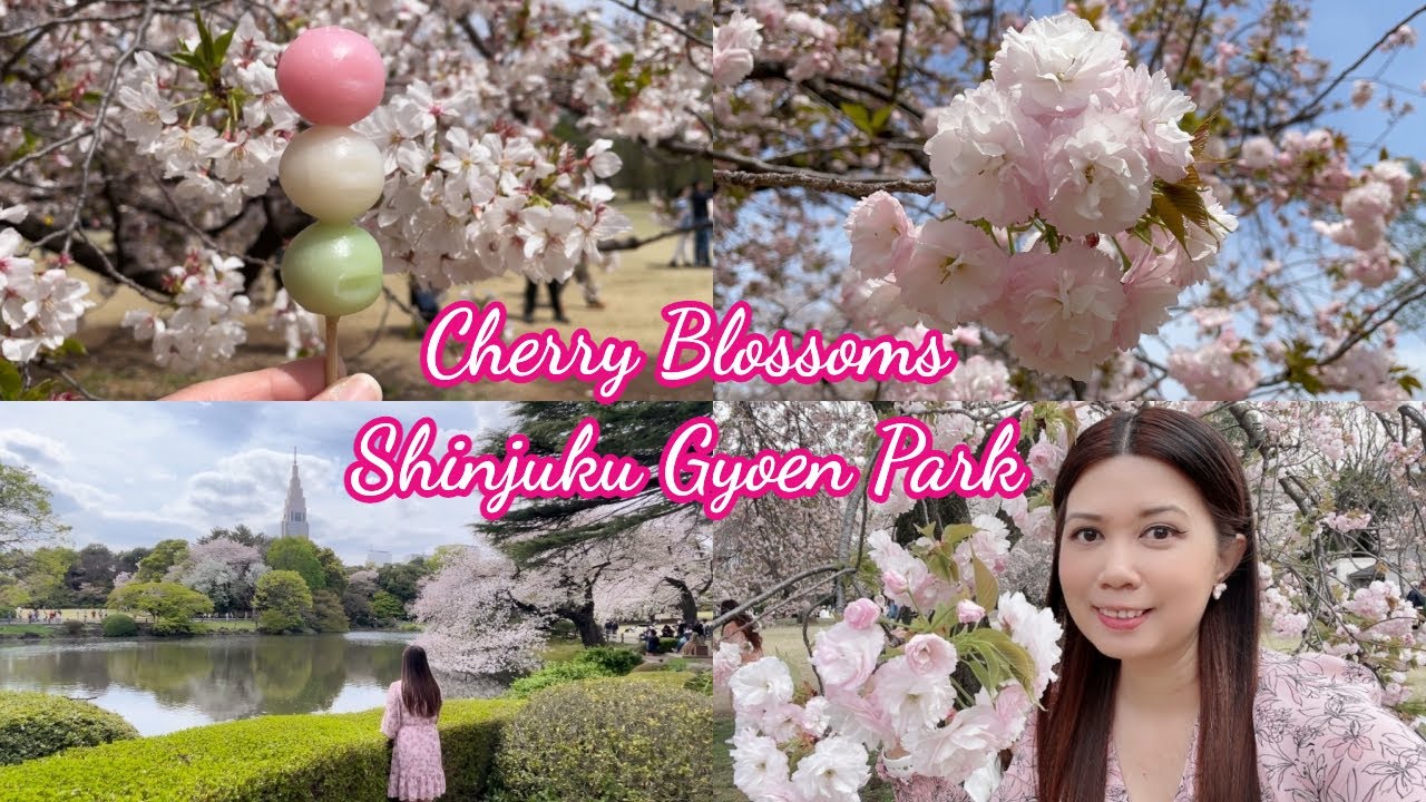 JAPAN VLOG - Best Park to See Cherry Blossoms in Tokyo 🌸 Hidden Starbucks and Shopping in Shinjuku
