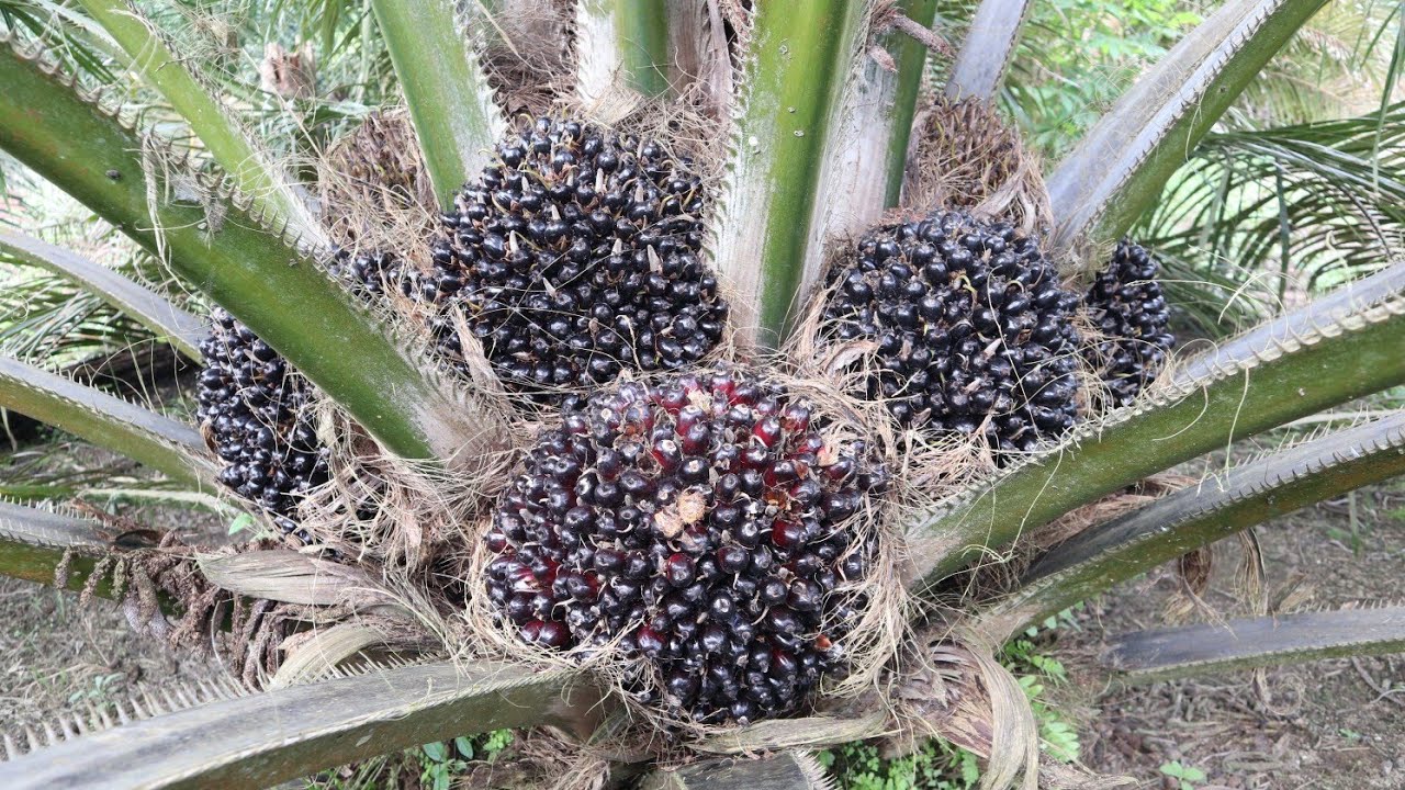 Gak kalah sama bibit unggul, Sawit dari bibit abal2 ini berbuah besar dan lebat.