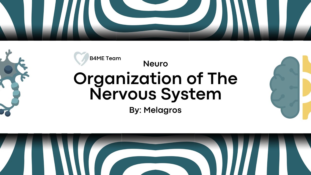 NEURO | Organization of The Nervous System