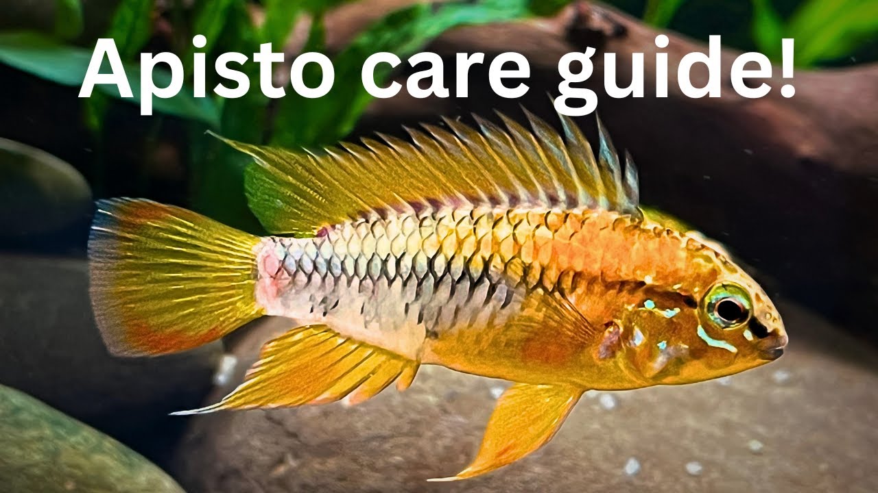 Ultimate Apistogramma Care Guide: Setup, Behavior, and Breeding