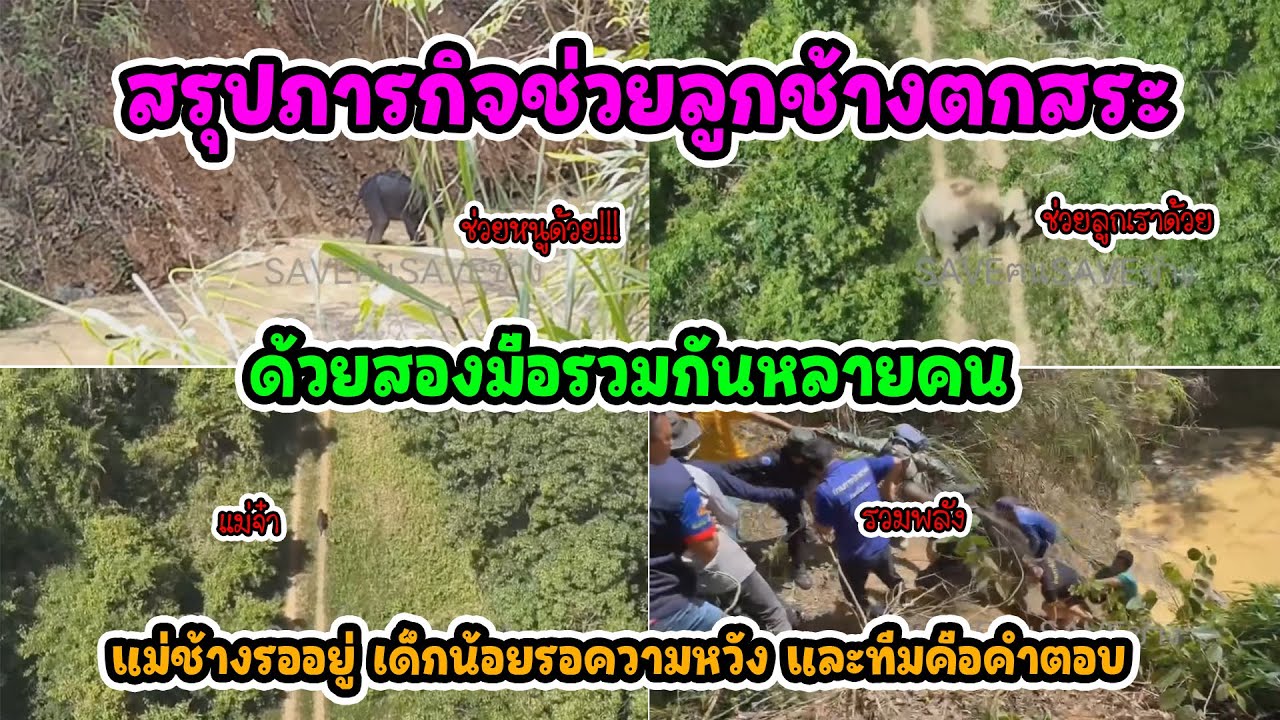 ฮีโร่เมืองจันรวมพลัง! ใช้สองมือช่วยชีวิตลูกช้างป่าตกสระ ส่งคืนสู่อ้อมอกแม่อีกครั้งอย่างงดงาม