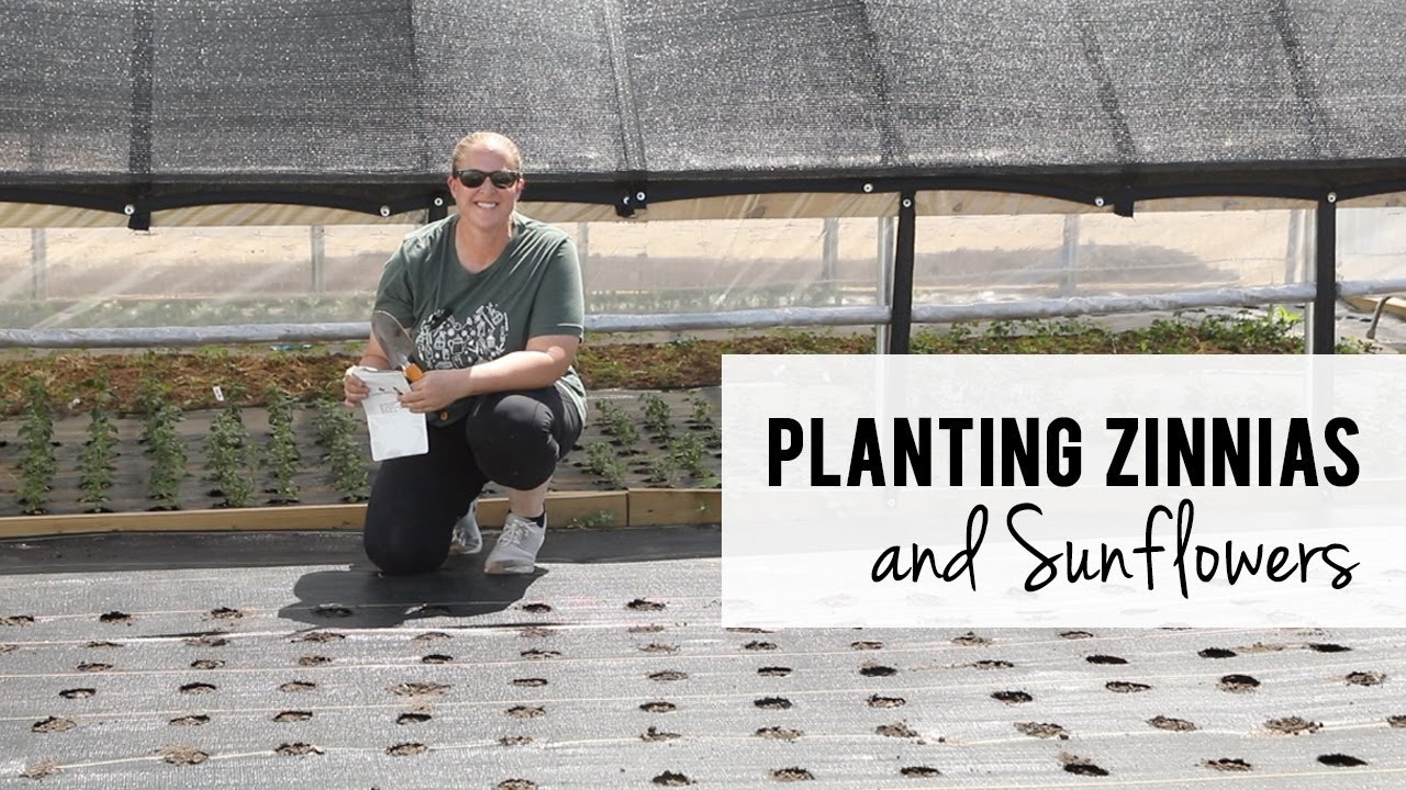 Planting Zinnias and Sunflowers, Burning Landscape Fabric Holes - Direct Sowing Cut Flowers
