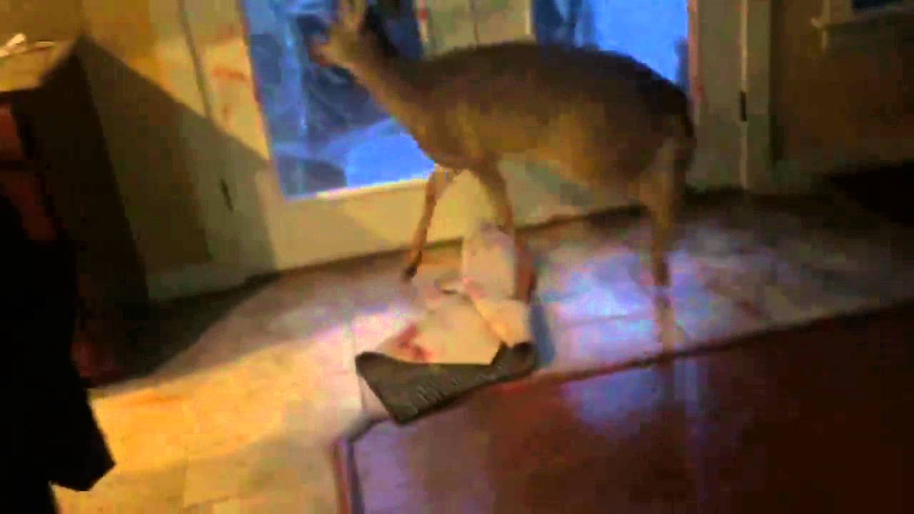 Deer Breaks into House