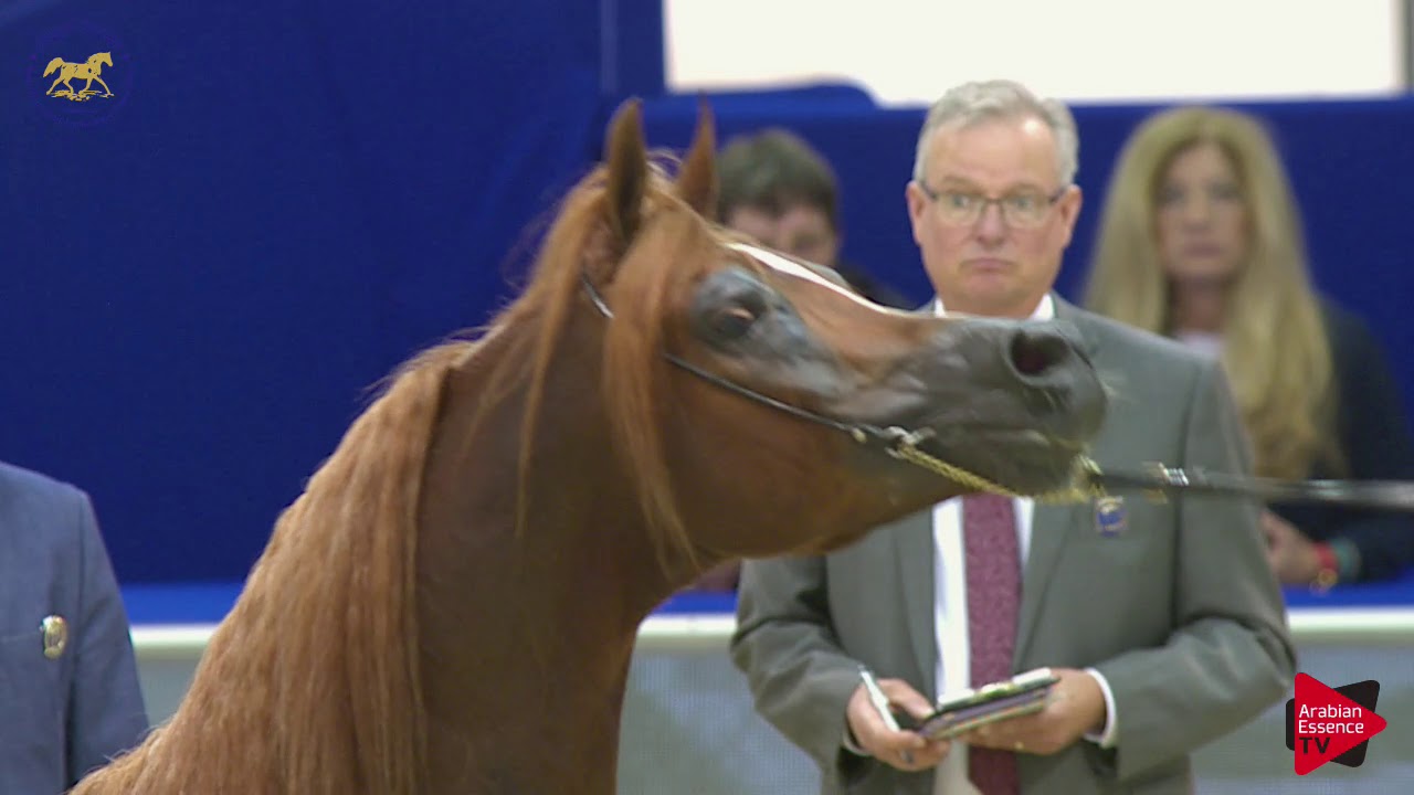 N.213 CAVALLI (US) - Dubai 2019 - Stallions In Age 10 Yrs. and Older