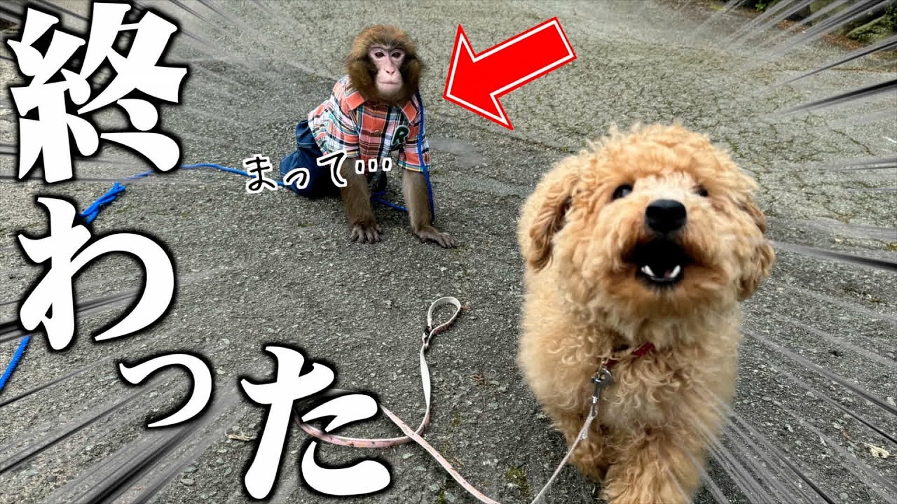 子猿が犬を逃してしまい、もう少しで行方不明になるところでした
