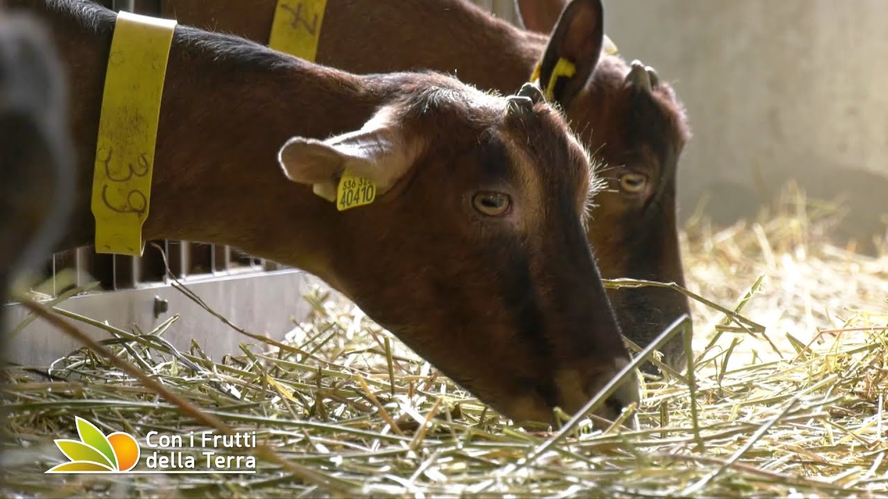 I formaggi di capra della Fattoria I Piani di Savigno