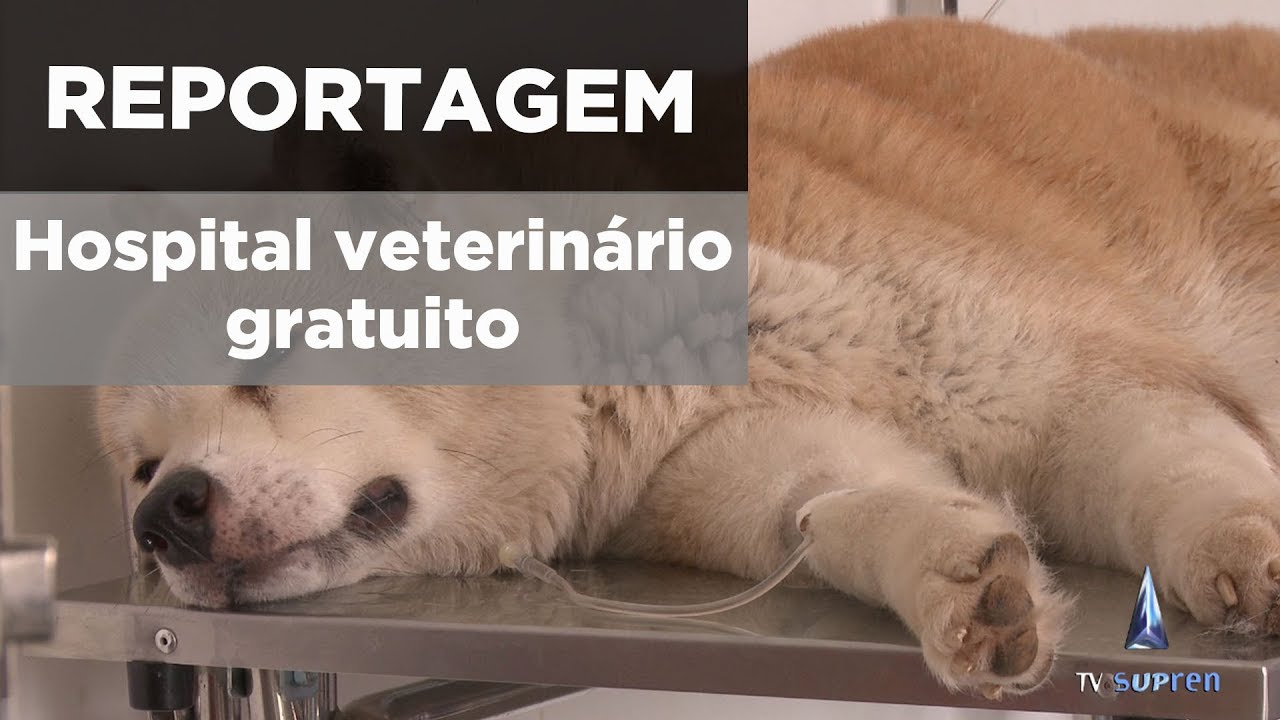 Primeiro hospital veterinário público de Brasília já atendeu cerca de 6 mil animais