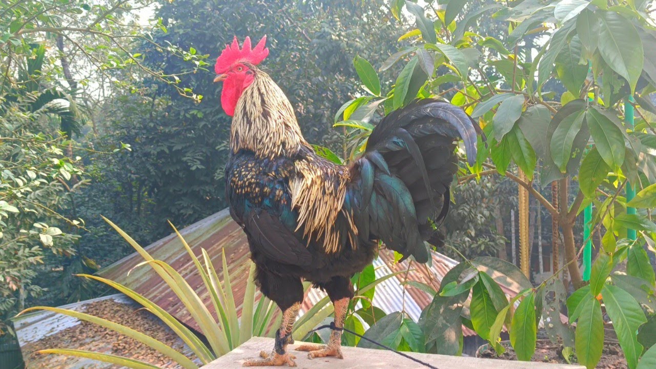 How to make a rooster crow | Rooster sounds in the morning