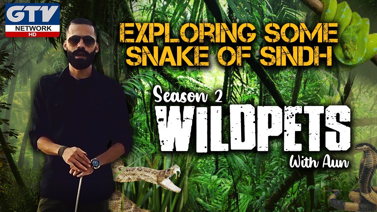 Exploring Some Snake of Sindh I Wild Pets With Aun I Season 2 I 04 October 2020
