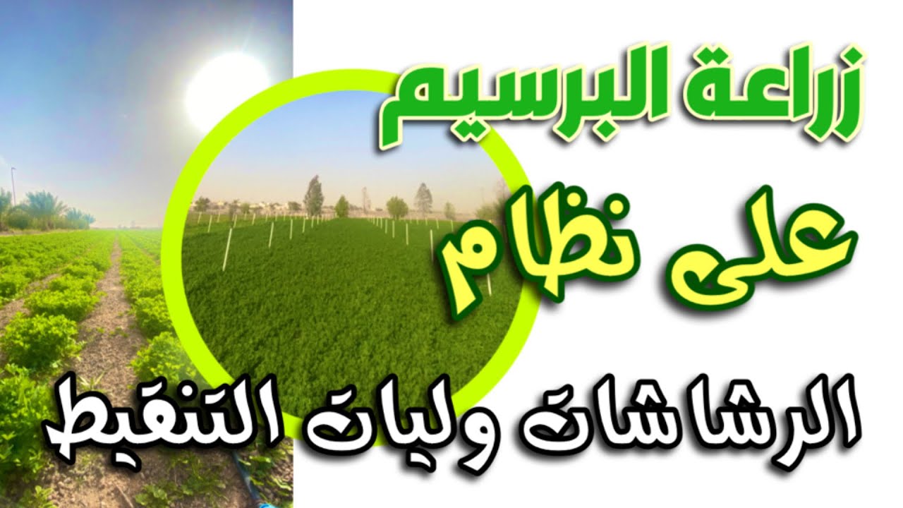 زراعة البرسيم على نظام الرشاشات وليات الري بالتنقيط لاحد العملاء ... زراعة الاعلاف