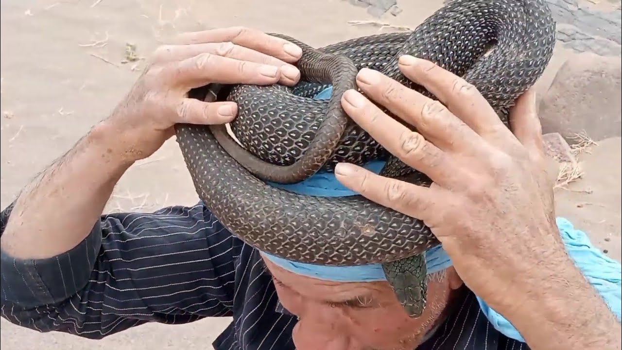 اخطر مغامره مع ثعبان ضخم من نوع الاسود مطلوب من الله السلامه