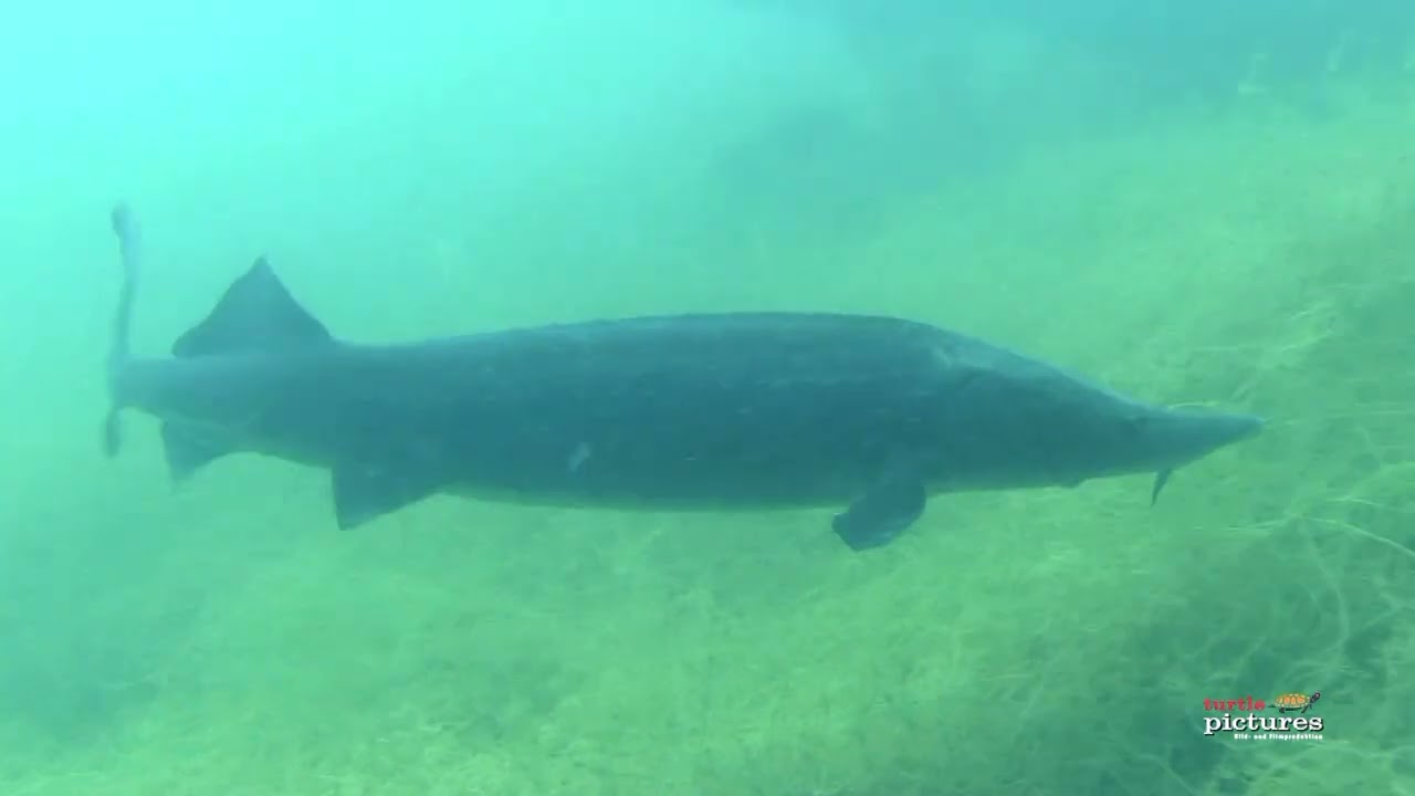 Hecht und Stör im Deglersee