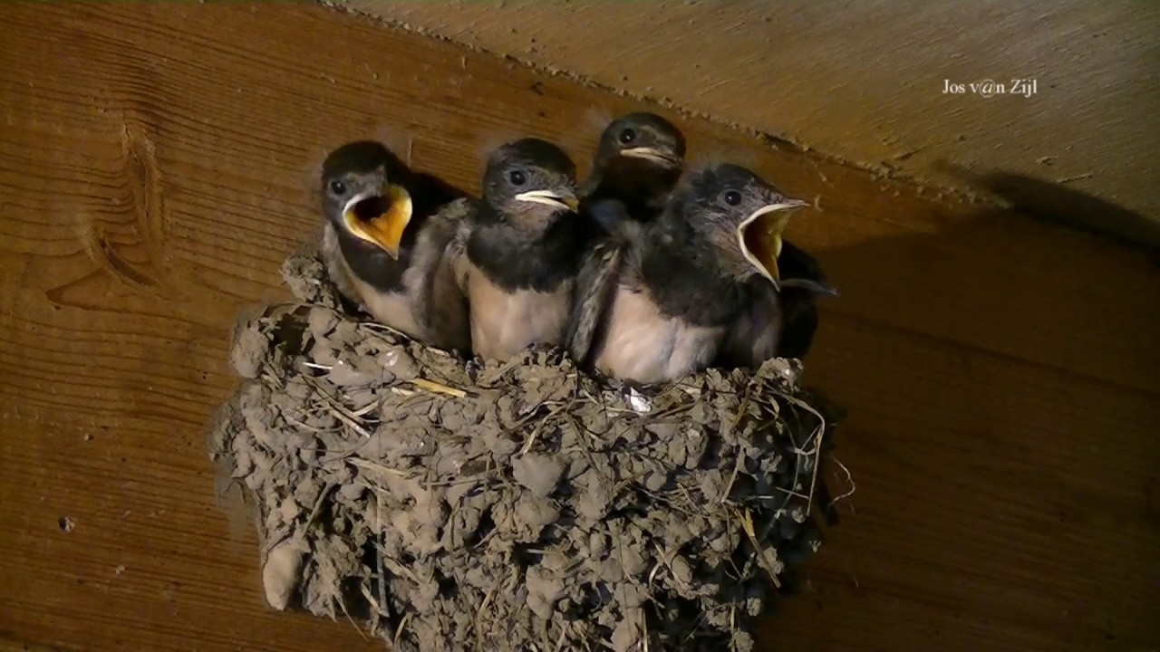 5 jonge zwaluwen