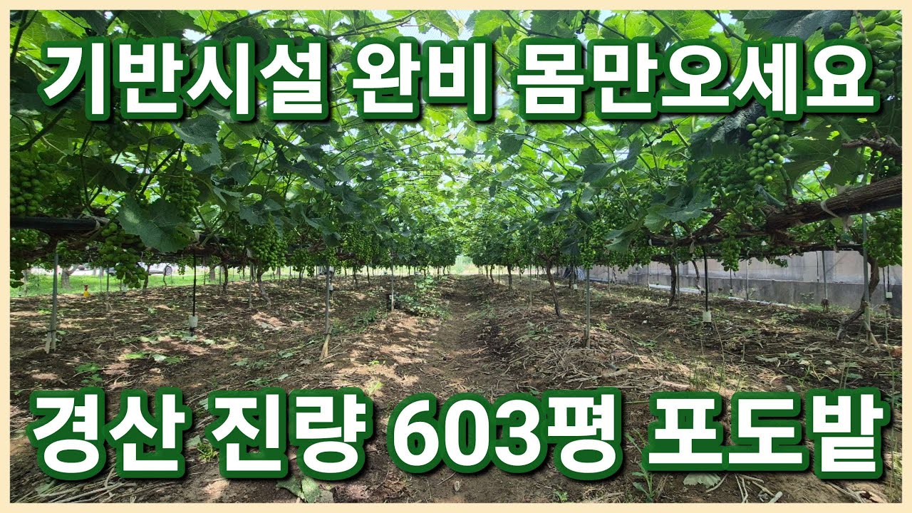 경산시 진량읍 600평대 5~6년생 수확이 많은 기반시설 완비된 경산땅 경산농지 가져가세요 3119