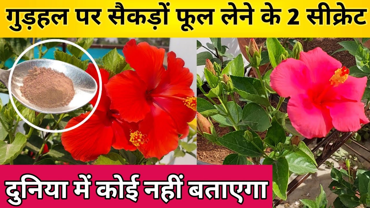 गुड़हल पर सैकड़ों फूल लेने के दो सीक्रेट, जो दुनिया में कोई नहीं बताएगा.Hibiscus plant fertilizer.