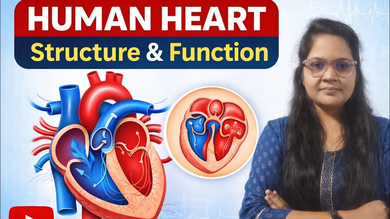 मानव हृदय की संरचना और कार्य | Human Heart Structure and Function | Biology
