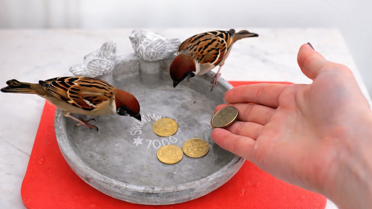 Why You Should Throw PENNIES Into Your Bird Bath!✨ (Genius Hack) 😲