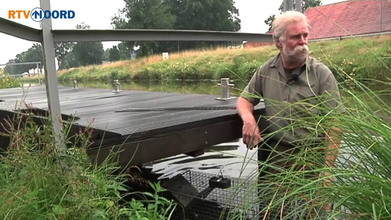 Een meter lang, twaalf kilo zwaar: dit is de beverrat - RTV Noord