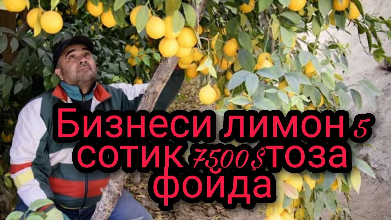 БИЗНЕСИ ЛИМОН 🍋5 сотик 7500$долар фойда дар шаройти хона