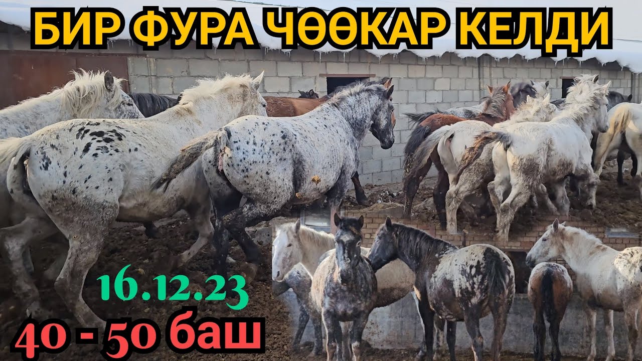 бир ФУРА ЧӨӨКАР КЕЛДИ 50 БАШ /АППАЛУЗА