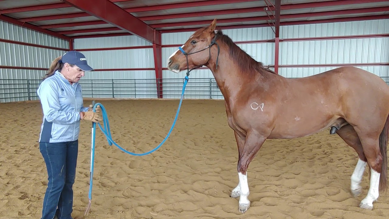 Daily Dose of Horsemanship Homework: Ground Manners #8 All Leadline  Manners Continued