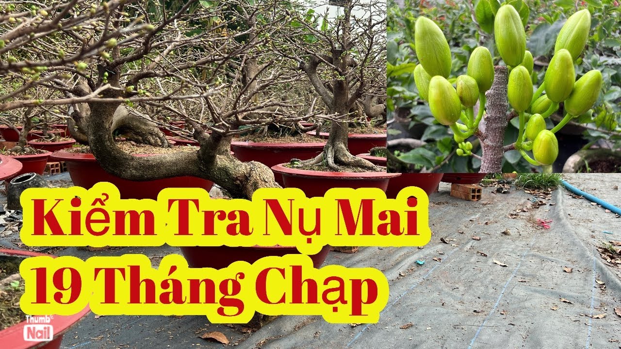 19 âm lịch kiểm tra nụ mai bình lợi thủ đức 