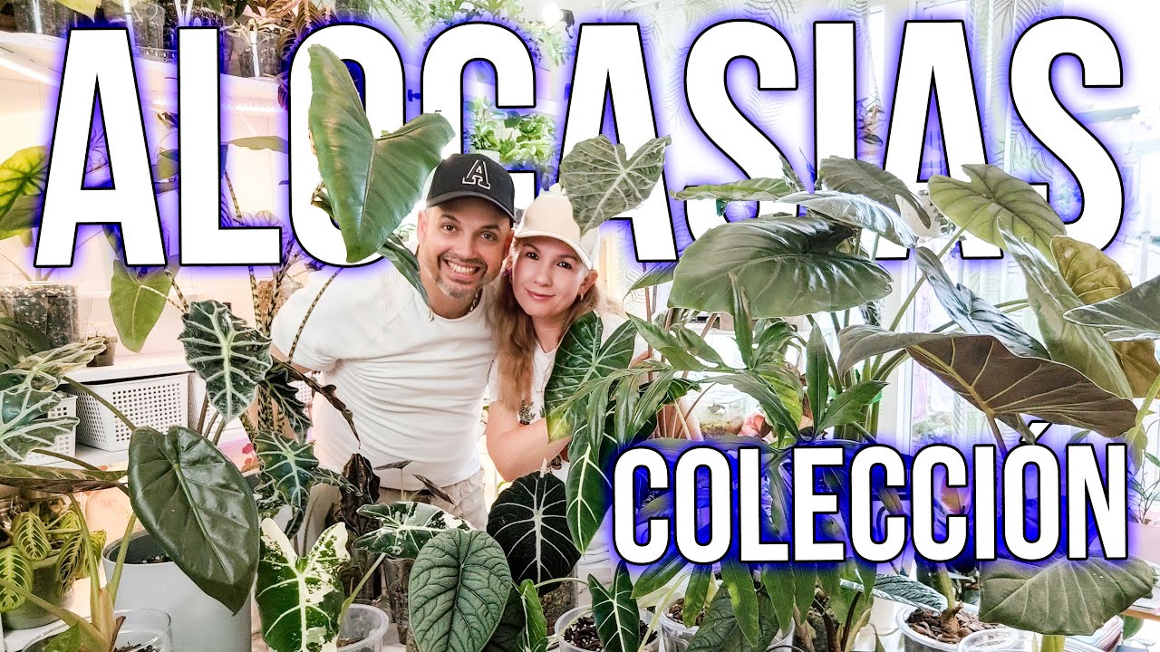 🌟Wow🌟 40 Alocasias🌻 | 20 Variedades Nuestra Colección de Alocasias🌿😊