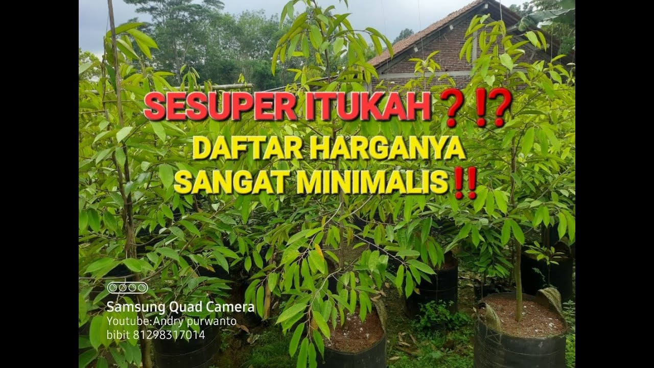 STOK BIBIT DURIAN SUPER PREMIUM‼️