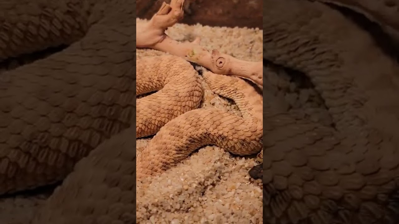 The derpiest snake on the planet, the sand viper! 