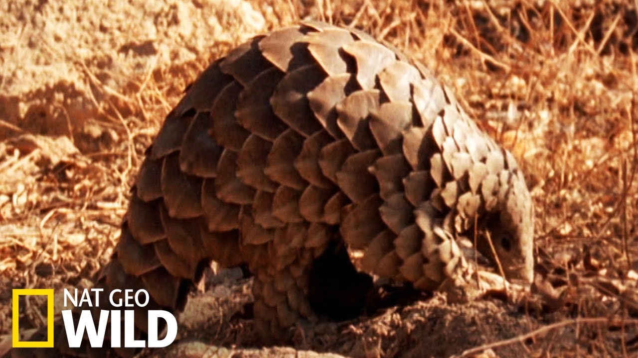 Le pangolin une esp&egrave;ce en danger de disparition