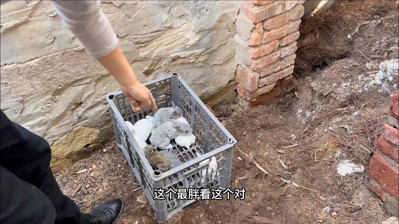 兔子洞被踩塌了，從裡面掏出11隻小兔子【老家兔兔】