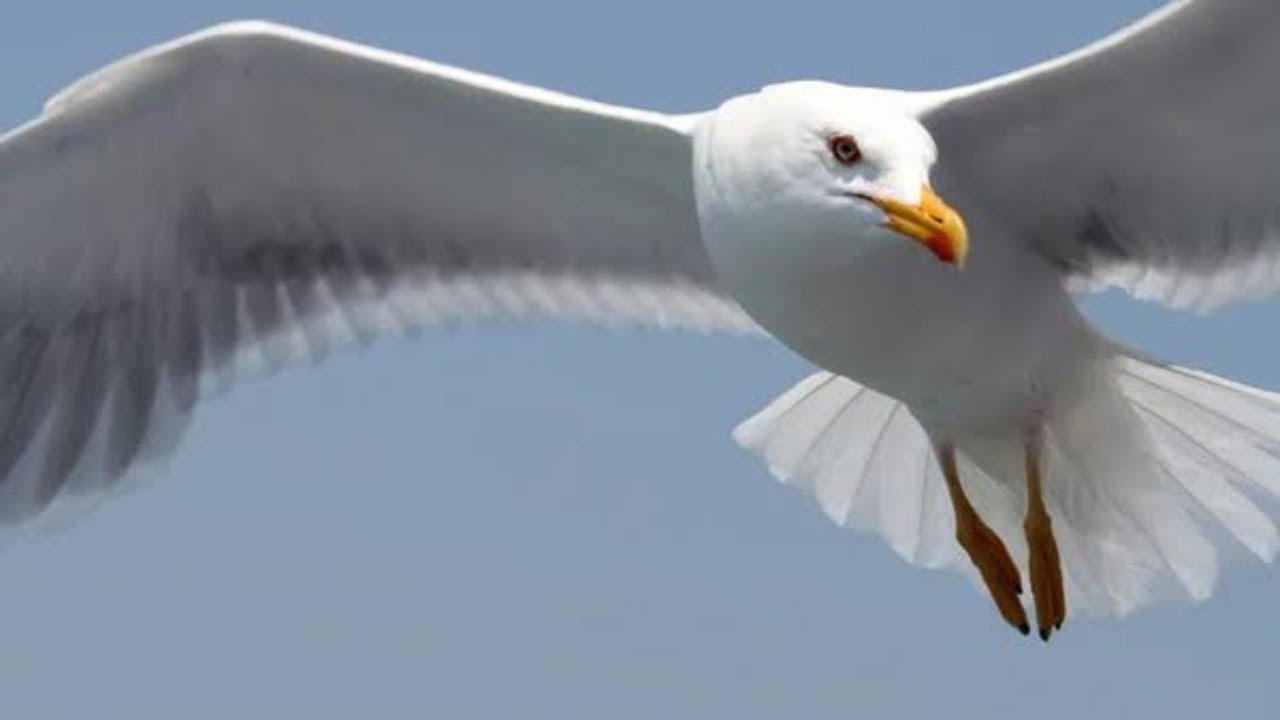 Top 5 Facts About Seagulls Sea Birds | Symbol Of Freedom | Beautiful Birds Facts | Animal Planet |