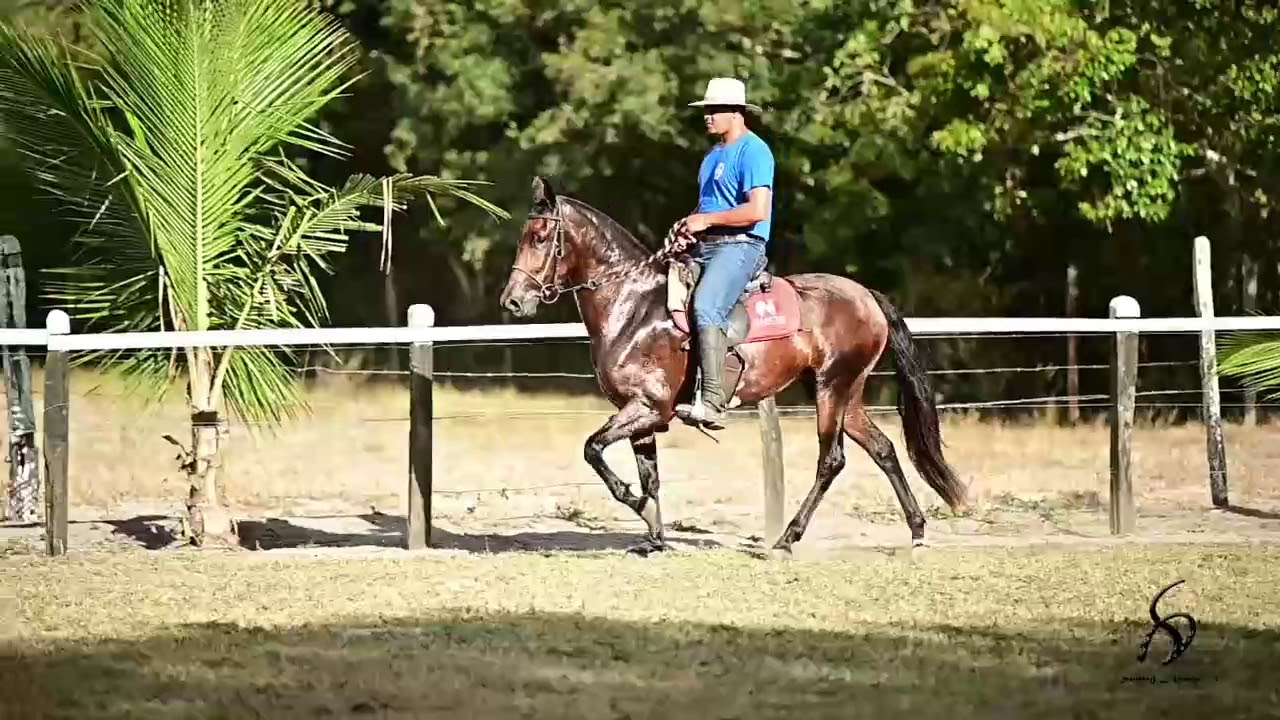 Ametista JZ                                                   (Seu Zeca de Mairi x Florida de Mairi)
