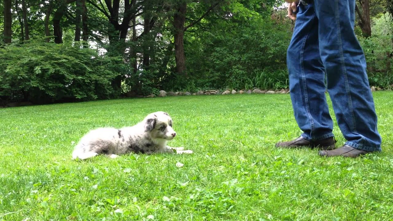 Border Collie Clicker Training 9 week old puppy