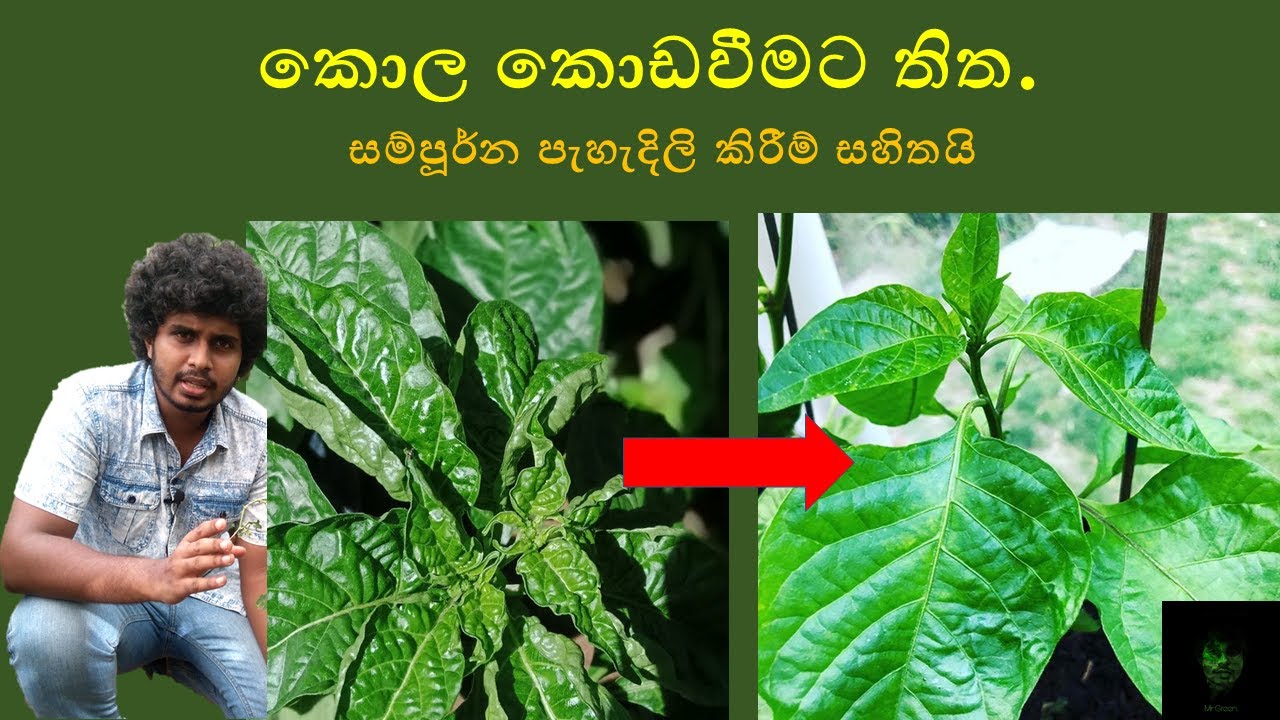 මිරිස් කොල කොඩ වීමට තිත | Miris kola kodaweema