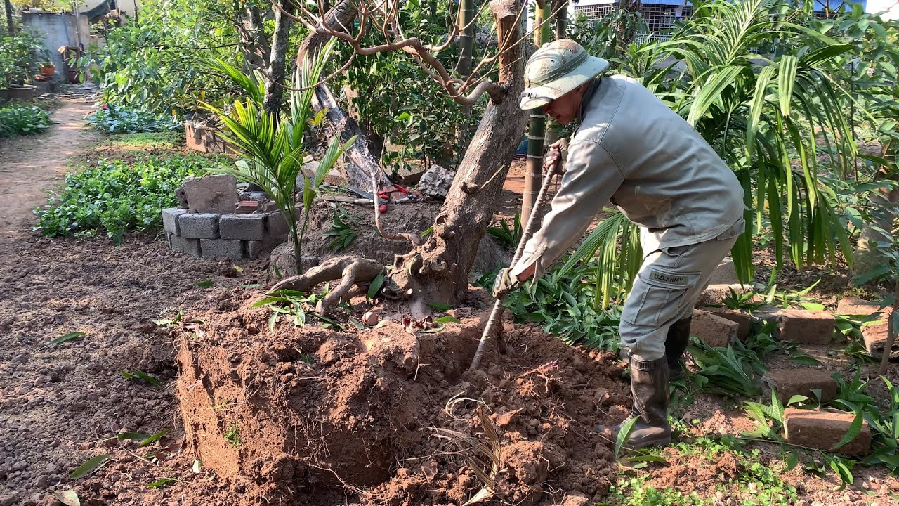 Đào cây trứng gà siêu phẩm 