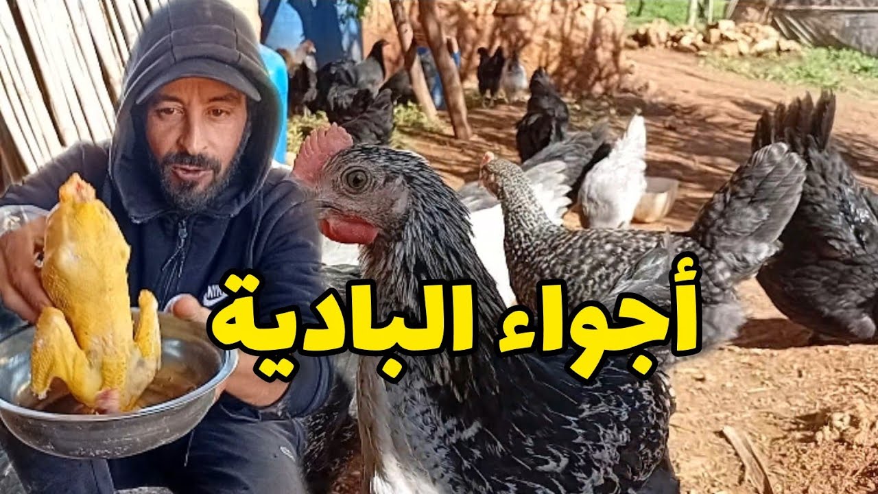 الحرية من بعد شهرين من الحبس أجواء البادية والعمل مع الدجاج البلدي 