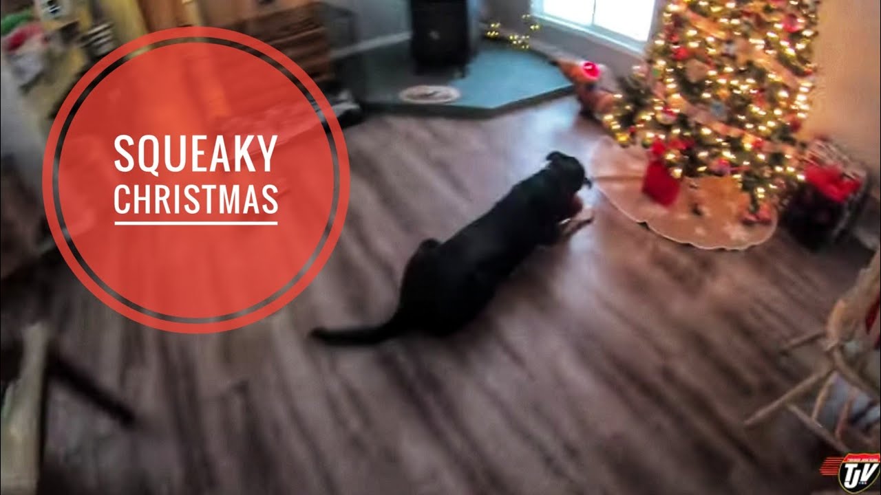 TJV | SQUEAKY CHRISTMAS 🎄🎁🐶 | #1885