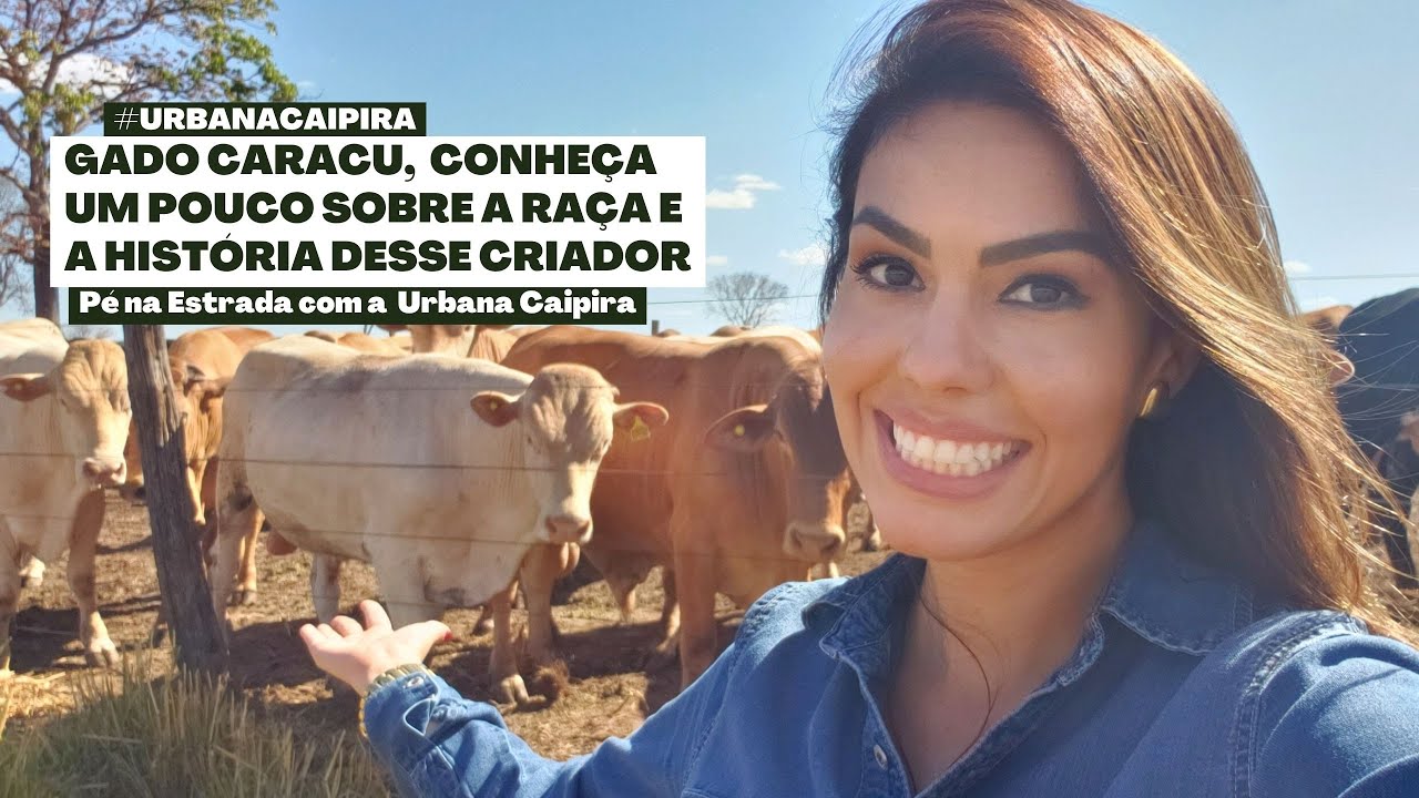 GADO CARACU CONHEÇA A RAÇA E A BELA HISTORIA DE SUCESSÃO FAMILIAR DE CRIADORES