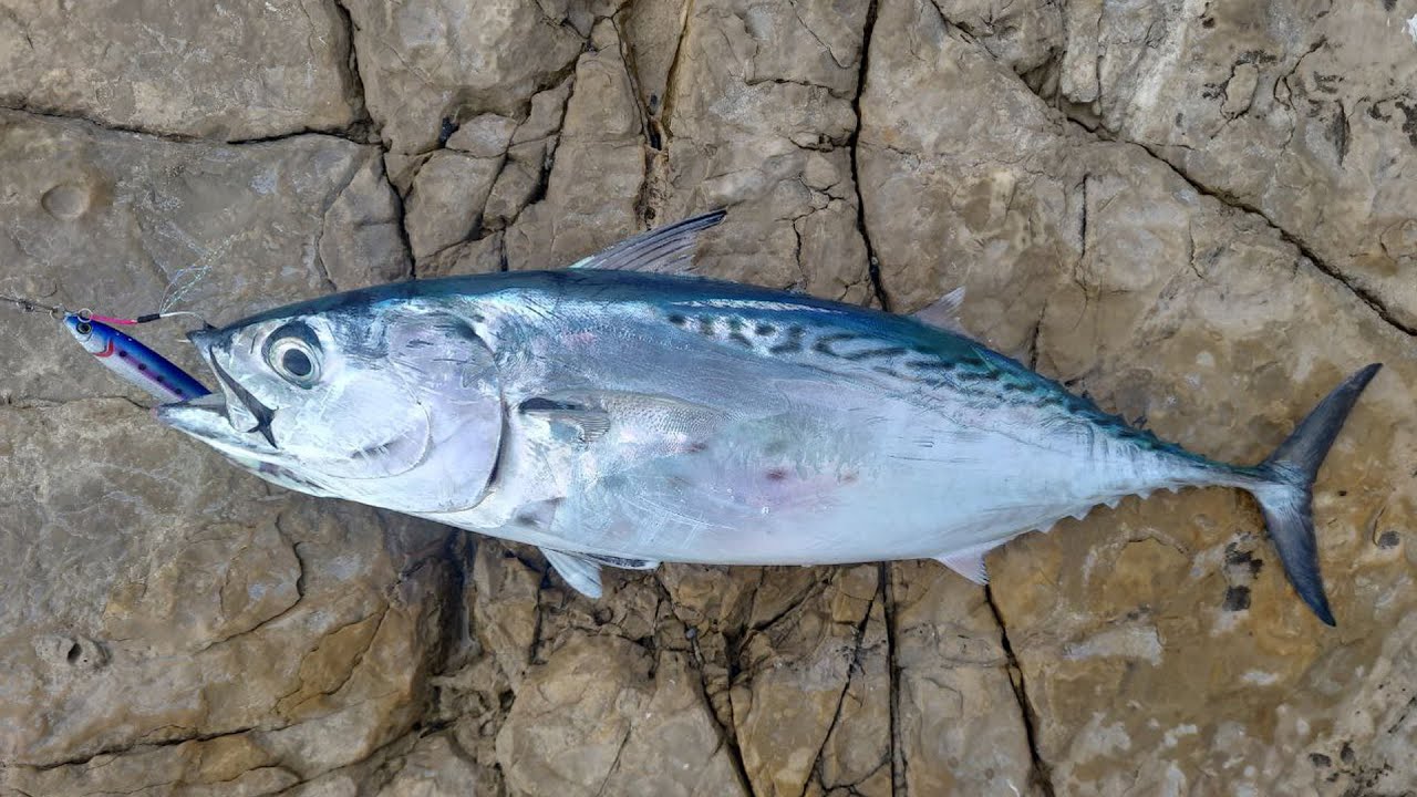 Рыбалка в средиземном море Тунец little tuna דג טונה