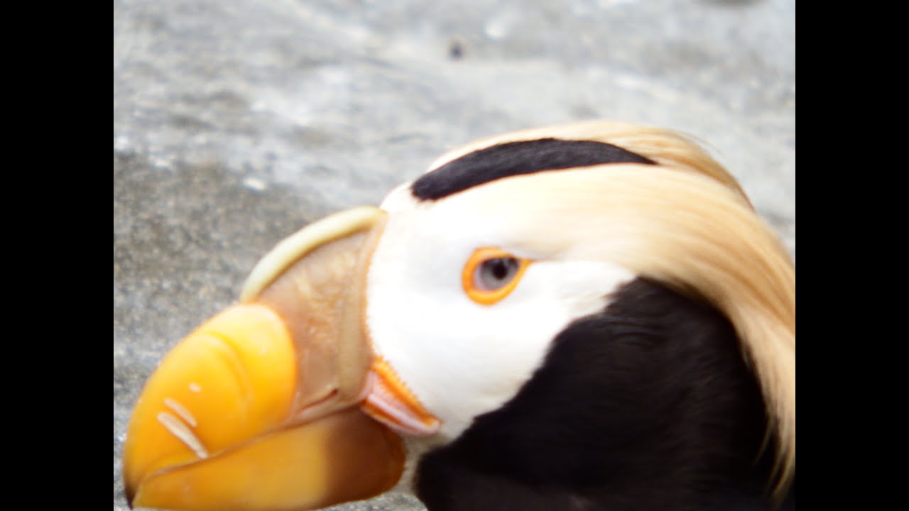 Amazing Puffin: Swims Underwater [ HD ]