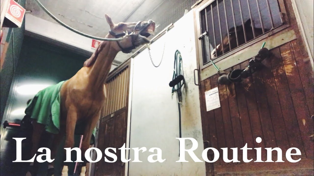 Vi presento il mio cavallo | Routine | Pernilla Iperti