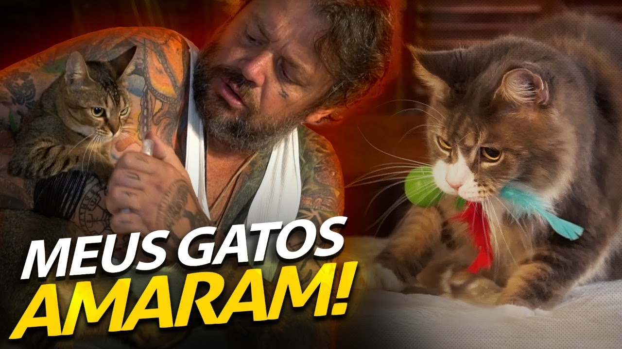 MEUS GATOS FICARAM ALUCINADOS COM OS NOVOS BRINQUEDOS! | A CASA DOS BICHOS