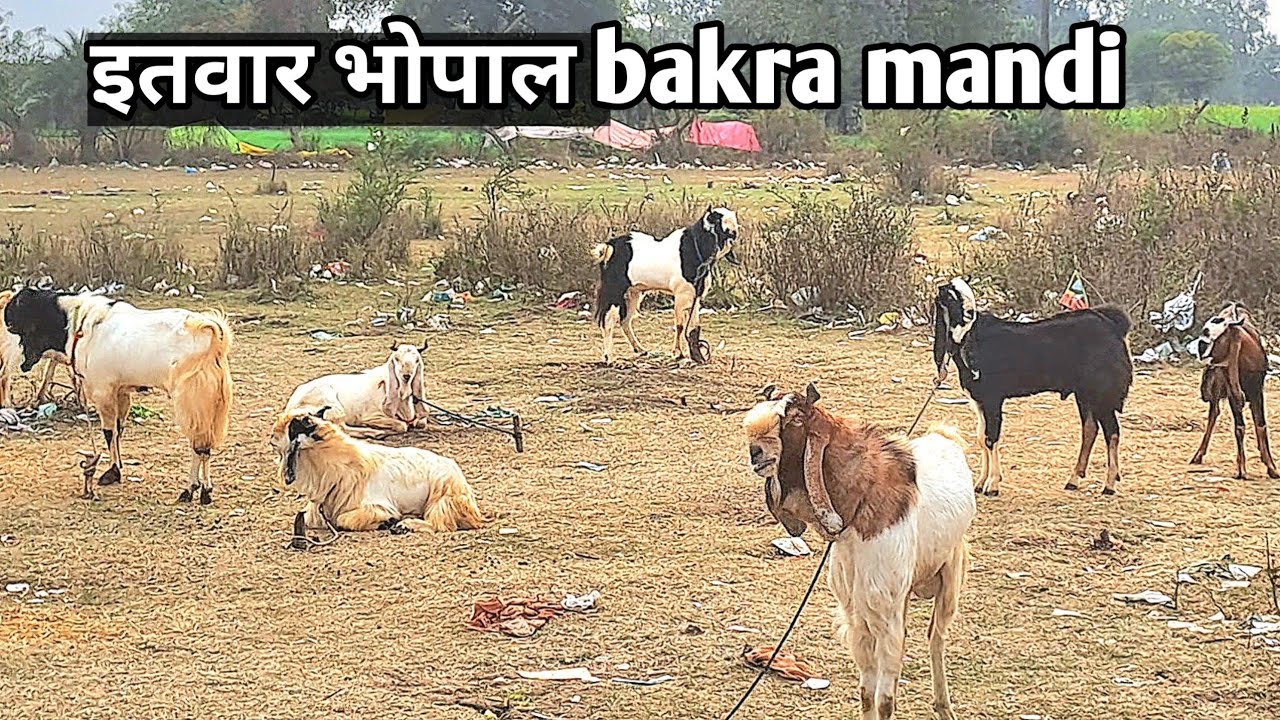 BHOPAL Gandhi Nagar bakra Mandi 2026 