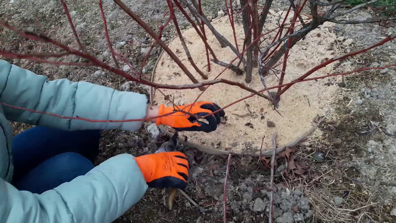 Обрізка дорослого куща лохини