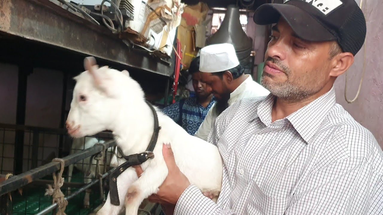 Smallest Goat Farm Of India | Shahfazal Bhai King Of Bantam Goats.