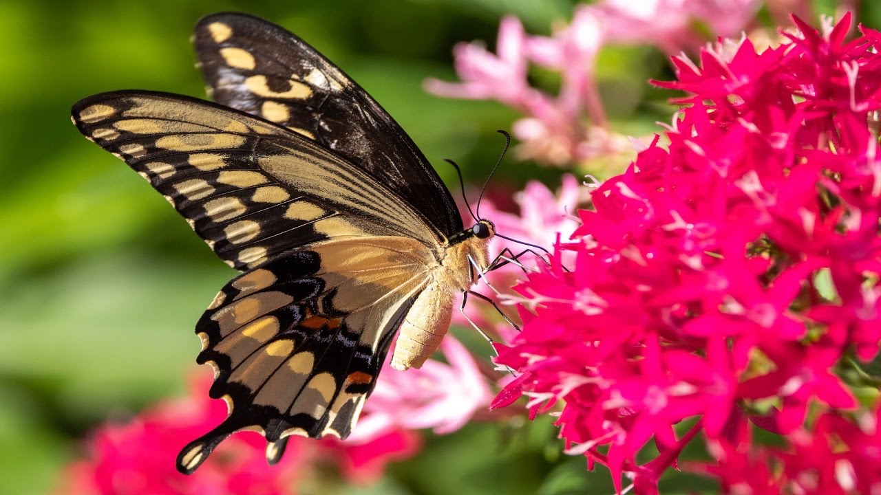 Captivating 4k Floral Footage | 4k floral butterfly video | 4k floral life